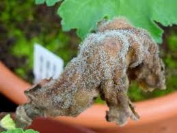 Image result for Botrytis cinerea