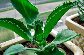 Planta Mala Madre Buscar Con Google Planta Mala Madre Plantas Medicinales Malas Madres