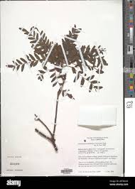 Image result for Schinopsis