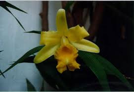 Image result for Urochloa xantholeuca