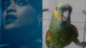 This Bird Sings Just Like Rihanna