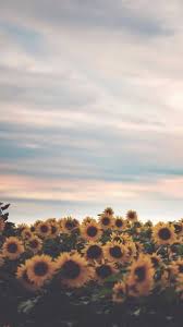 Sunflowerwallpaper Sunflowerwallpaper Amarillo Estetica Del Papel Pintado De Color Rosa Iphone Landscape Wallpaper Sunflower Wallpaper Aesthetic Backgrounds Yellow, aesthetic, and pastel image. sunflowerwallpaper sunflowerwallpaper