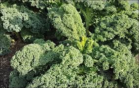 Image result for kadeřávek