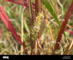 Image result for Setaria geminata