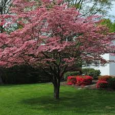 Check spelling or type a new query. Red Cloud Dogwood New Blooms Nursery