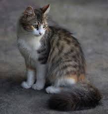 Colors are all colors and patterns of cat. Petdetective Nz What S The Difference Between A Short Haired And A Medium Haired Cat