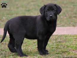 We have lots of animals that need a foster mom or dad! Pin On Dogs A B