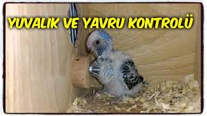 Yuvalik Ve Yavru Kontrolu Nasil Yapilmalidir Youtube