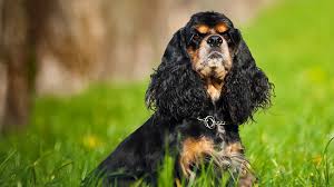 Image result for americký kokršpaněl