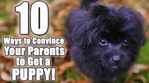 See full list on wikihow.com 10 Ways To Convince Your Parents To Get A Dog Parody Of I Don T Know My Name By Grace Vanderwaal Youtube