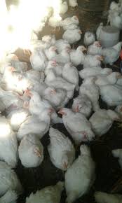 The cheapest offer starts at £2. Our 6 Week Old Ross Broiler Chickens Broiler Chickens Chickens Poultry