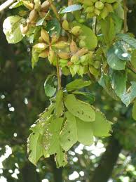 Image result for Sterculia tragacantha