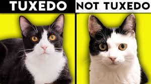 You may have noticed some of them because you share your life with a cat, but there may be. Tuxedo Cat 101 Everything You Need To Know About Tuxedo Cats Youtube
