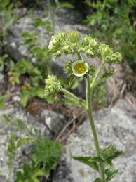 Image result for Drypetes arguta