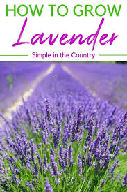 Can you plant lavender in a vegetable garden. How To Grow Lavender Rurally Prepping Growing Lavender Vegetable Garden Planner Lavender Plant