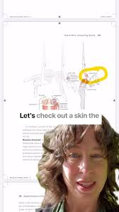 Let’s check out a skin the cat!, Graphics from from Anatomy of Aerial Arts  by Emily Scherb, DPT, Are you an instructor who wants to learn more about  how training effects the artist? Do you like ...