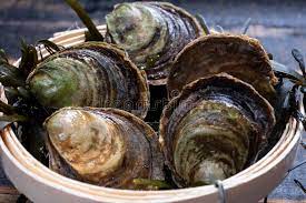 Ostra Plana Europeia Fresca Crua Cultivada Na Bretanha Na Franca Ribeirinha Foto De Stock Imagem De Exterior Ingrediente 209313378