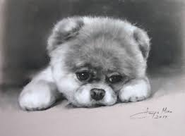 If your kids are into. How To Draw Boo A Pastel Portrait Of The World S Cutest Dog World Cutest Dog Cute Dogs Cute Animal Videos