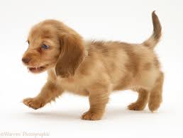 Explore 11 listings for cream dachshund puppies for sale uk at best prices. Dog Cream Dapple Miniature Long Haired Dachshund Pup Photo Wp11201