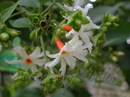 Nyctanthes Arbor Tristis Har Singar