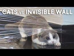 Cats Vs Invisible Wall Compilation Youtube Cats Munchkin Cat Invisible