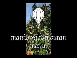 Manfaat buah delima yang baik bagi tubuh 1. Buah Rambut Merah Delima Youtube
