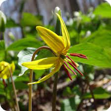 First flowers of spring ontario. Early Spring And First Flowering Plants Canplant