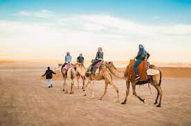 Is camel trekking harmful to the animals camel safaris and treks are a common activity for many gap year travellers and backpackers heading to desert regions in particular, with camel treks. Is Camel Riding Ethical How To Have A Cruelty Free Camel Riding Experience