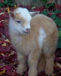 Nigerian Dwarf Goat Kid I Can Not Wait To Move So That I Can Have These And Chickens And Of Course My Bunnies And A Pig Ca Baby Animals Baby