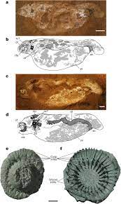 Non Ammocoete Larvae Of Palaeozoic Stem Lampreys Nature