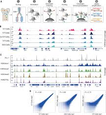 It can be used to map global binding sites precisely for any protein of interest. Chromatin State Dynamics During Blood Formation Science
