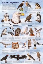 Birds Of Prey Pictures And Names It Has Long Been Known That Modern Birds Are The Last Living Descendants Of The Dinosaurs This Poster Provides Raptors Bird Raptor Bird Of Prey Birds Of Prey