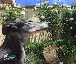 Website | email| 0427 045 433 this group is affiliated with the racing and gambling industries Amazing Greys