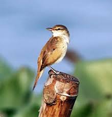 Burung flamboyan atau lebih dikenal dengan nama wergan jawa merupakan jenis burung berukuran kecil yang hanya memiliki ukuran tubuh sekitar 14 cm. Download 63 Gambar Burung Flamboyan Jantan Dan Betina Keren Gratis