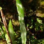 Image result for Oleandra distenta