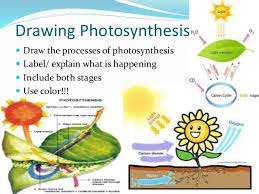 Unit rate w/fractions coloring page for each question, there is one correct answer and a color associated with that answer. Photosynthesis Images For Drawing