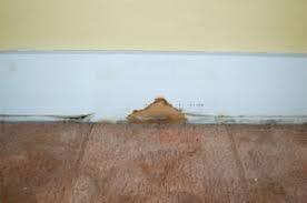No one wants to have mold. Mold In Rv Trailer Camper Mobile Home Walls And Ceiling The Mold Hound