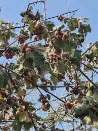 Image result for Grewia villosa