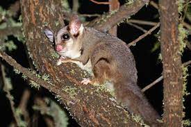 This small gliding possum is from eastern and northern mainland australia. A Sweet Step Towards Protection Of Sugar Gliders In Malaysia Wildlife Trade News From Traffic