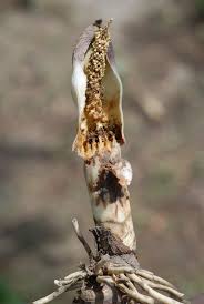 Image result for Stylochaeton