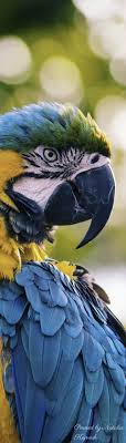 Pin On Exotic Pets