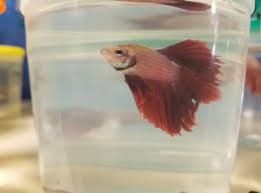However, they also require special care and can thrive for many years (3 to 5) when cared for properly. Do Betta Fish Change Color Betta Fish World