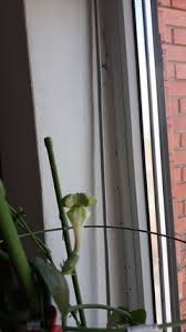 It gets you rid of the stretchy and dull skin & hair. Care Of Ceropegia Sandersonii Any Advise Please