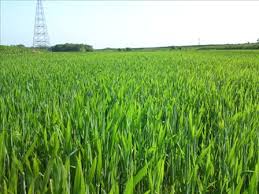 小麦の追肥 止葉期 It S A Holy Field Here H Kの農業日記 楽天ブログ