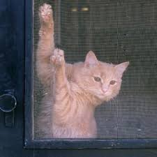 Unless you have pocket full of diamonds the gorilla glass should be very good at not scratching! Keeping Cats From Scratching Screen Doors Thriftyfun