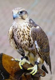 Hawk Spirit Animal Meaning