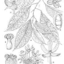 Image result for Cola clavata