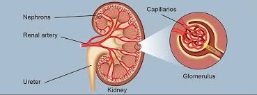 Because the largest part of your liver is on the right side of your abdomen, your right kidney sits a little lower than your left kidney. Education Kidney Hypertension Institute Of Utah