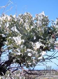 Image result for Atriplex halimus