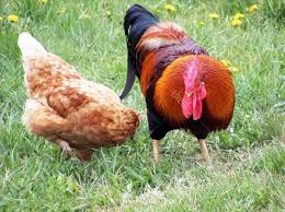 Lumânare când visezi este vorba de un simbol puternic. SÄƒ Visezi La O CocoÈ™Äƒ Ce Vise De CocoÈ™ MoartÄƒ Ce Vis De Cocos ViseazÄƒ